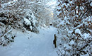 Winter in Münstertal / Schwarzwald