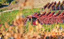 Weinbau im Markgräflerland